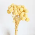 Fiori Secchi Naturali Mazzo di Fiori di Paglia fai da te Composizione Decorazione - Bianco avorio