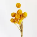 Bouquet naturale di fiori secchi di amaranto globo giallo per composizioni floreali fai da te. - Giallo