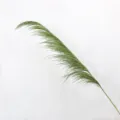 Primo piano dettagliato di un gambo di pampa essiccata verde, ideale per arredamento. - 50-60cm / Verde