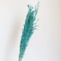 Blue dried oat grass stems for home decor, floral arrangements, and aesthetic photo props. - Tiffany Blue