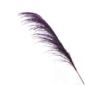Purple dried pampas grass stem, Nordic style natural reed decor for home wedding floral design. - Purple