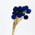 Mazzo di fiori secchi blu naturali per decorazioni d'interni e composizioni floreali. - Blu Zaffiro