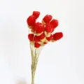 Fiori Secchi Naturali Amaranto Globs Teste Rosse Per Bouquet DIY Decorazione Casa - Rosso