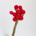 Vista dettagliata di un mazzo di fiori secchi di amaranto globoso rosa per composizioni. - Rosso rosa