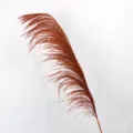 Primo piano dettaglio di soffice pennacchio di pampa secca rosso marrone per decoro. - 50-60cm / Arancione