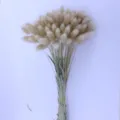 Natural dried bunny tails flowers bunch for home decor and photography props details. - Natural Color 60 Pieces