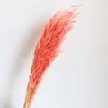 Bouquet di fiori di avena essiccati rosa steli botanici naturali per decorazioni e foto - Rosa