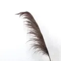 Natural dried pampas grass close up, dark brown Nordic style floral decor branch. - Gray