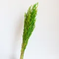Mazzo di erba di avena secca verde naturale spighe di grano per decorazioni casa e requisiti. - Verde