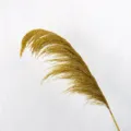 Primo piano dettaglio di canne di pampa essiccate naturali stelo singolo per arredamento. - 50-60cm / Giallo