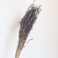 Detailed shot of natural dried blue oat flower bouquet, ideal for home decor and props. - Gray