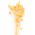 Mazzo di fiori secchi naturali gialli appuntiti decorativi per artigianato e casa design. - Arancione