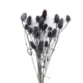 Vista dettagliata del bouquet di fiori secchi naturali scuri per aromaterapia e decorazione. - Nero