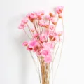 Fiori di stella secchi rosa bouquet naturale per decorazioni domestiche aromaterapia fai da te. - rosa scuro