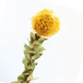 Natural dried pincushion flower stem for Nordic home decor, rustic botanical styling branch. - Yellow Single