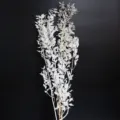 Foglie di ruscus bianche sbiancate fiori secchi per fai da te matrimonio decorazione oggetti scena - 40.00g / Bianco