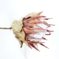 Stelo di fiore di protea re essiccato naturale per decorazioni domestiche e supporto fotografico. - Imperiale