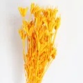 Yellow dried star flowers natural botanical bouquet for home decor and photo props. - Golden Yellow