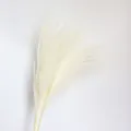 White fluffy pampas grass dry flowers for home decor wedding party flower arrangement - White
