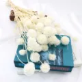 Droogbloemen witte scabiosa boeket natuurlijke botanische decoratie voor thuis - Wit