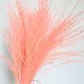 Detailed view of fluffy pink dried pampas grass, perfect for elegant home and wedding decor. - Pink