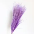 Purple dried pampas grass flower detail, fluffy natural reed plant decor for home wedding. - Purple