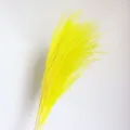 Yellow dried pampas grass detail, fluffy reed floral branch for home decor and wedding arrangement. - Yellow
