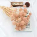 Gedroogde scabiosa bloemen boeket bundel voor interieur decoratie bloem display details. - Koffie Roze