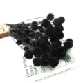Primo piano dettaglio di un bouquet di fiori secchi di scabiosa neri stabilizzati sul libro. - Nero