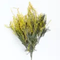 Natural yellow mimosa dried flower bouquet for home decoration and rustic interior styling. - Original Color