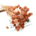 Bouquet di fiori secchi naturali Scabiosa per decorazione domestica artigianato fai da te - Caffè