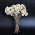 Mazzo di fiori secchi bianchi margherita naturale decorazione casa stile rustico bohémien - Bianco