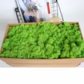 Preserved moss for DIY crafts, green moss wall decor, 500g box preserved floral material - Green