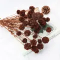 Primo piano dettagliato di bouquet di fiori secchi marroni, ideale per decorazioni floreali. - Marrone scuro
