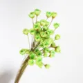 Natural green dried star flowers bouquet for home decor, floral arrangement and DIY craft use. - Green