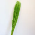 Fiori di artemisia secchi tinti di verde per composizioni floreali arredamento e oggetti di scena. - Verde