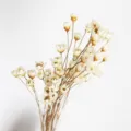 Vista dettagliata di fiori secchi bianchi naturali, ideali per composizioni floreali. - Bianco