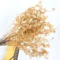 Bouquet di fiori secchi di miglio dorato, materiale floreale per decorazioni natalizie e cupola. - Frutti di miglio circa 200 g