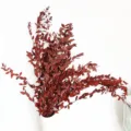 Bouquet di fiori secchi di eucalipto a foglie piccole conservate, stile nordico decoro. - Rosso