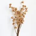 Rami di frutta secca dorata composizioni floreali decorative per la casa e Natale. - Capsule di eucalipto essiccate circa 150 g