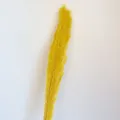 Fiori secchi tinteggiati di giallo mazzo di miglio per decorazione floreale variante. - Giallo