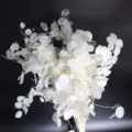 Dried silver dollar flowers white lunaria bulk natural plant branches for home wedding decor props - Preserved Silver Fan Leaves 50g