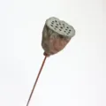Natural dried lotus seed pod with wire stem, perfect for floral arrangement and DIY crafts. - Iron Stem 5-8cm/Stem