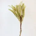 Fiore di Banksia essiccato naturale per decorazioni domestiche, elegante variante floreale. - Colore originale
