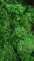 Preserved hydrangea bulk fresh flower material for DIY craft and aromatherapy decor green. - 10.00g / Light Green (Grade A)