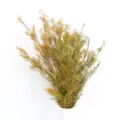 Mazzo di foglie di Melaleuca conservate per decorazioni floreali di nozze e fai da te. - Giallo
