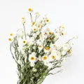 Mazzetto di fiori secchi bianchi stile nordico, ideale come decorazione e supporto foto. - Bianco
