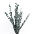 Natural preserved coin eucalyptus dried flower bunch, green foliage decor for wedding DIY crafts. - Blue - Within 50cm