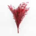 Fiori secchi di Melaleuca rossa conservati composizione floreale naturale per decorazioni - Rosso