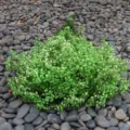 Detail view of preserved green baby's breath dried flowers for home decor and floral arrangements. - Green